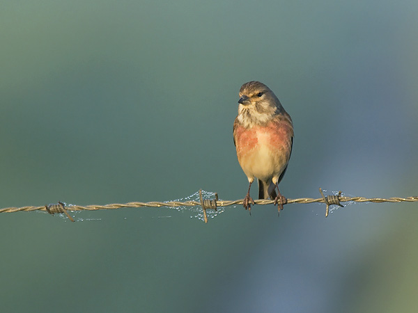 Hemppo, Common Linnet, Carduelis cannabina